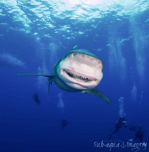 The thankful smile of an Oceanic White Tip female shark. ... by Jan Morton 